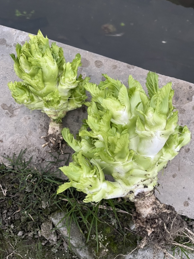 基地直供儿菜大量上市