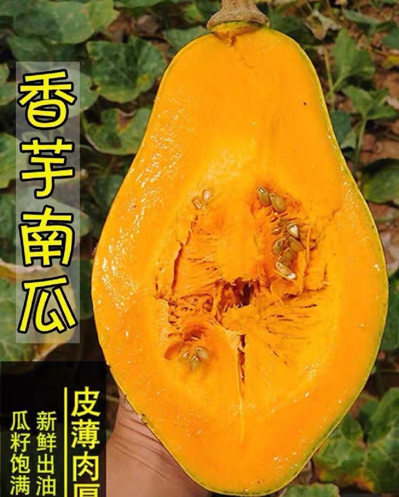 精品香芋南瓜老南瓜供应电商超市市场养殖南瓜