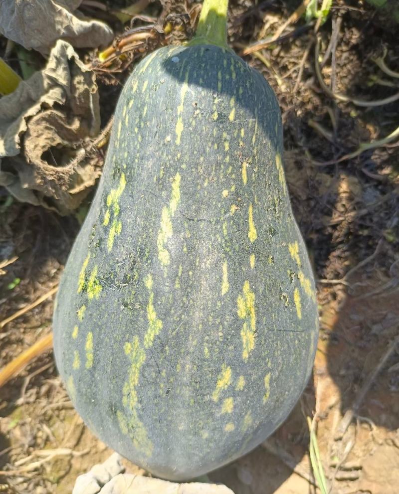 精品香芋南瓜老南瓜供应电商超市市场养殖南瓜