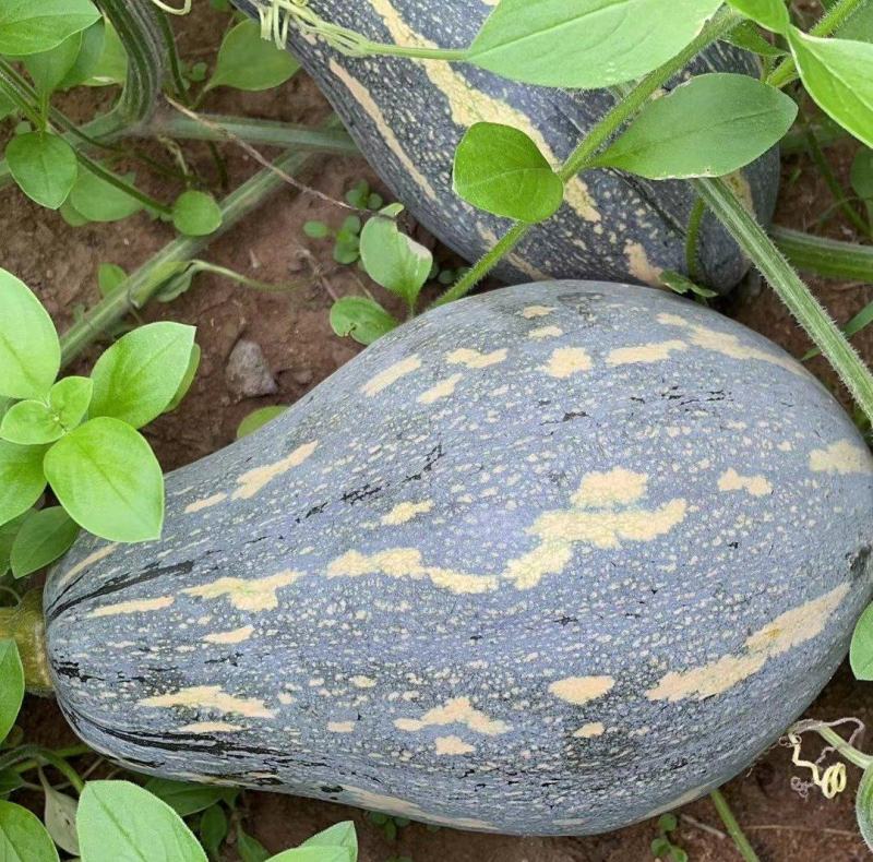 精品香芋南瓜老南瓜供应电商超市市场养殖南瓜
