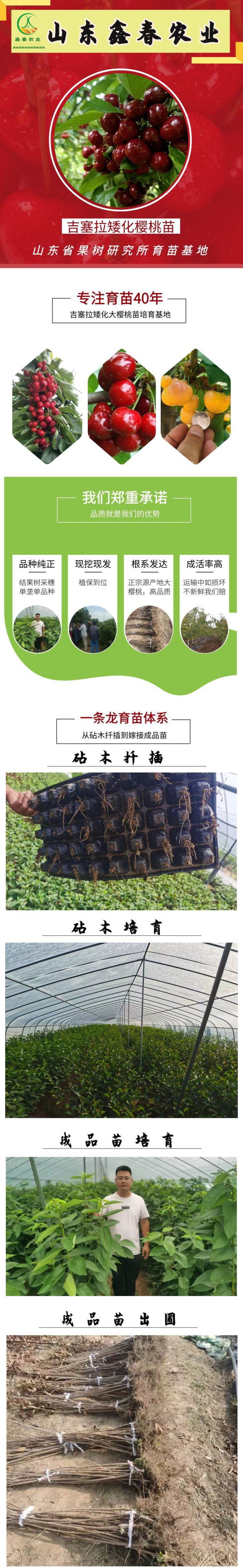 樱桃苗美国大红黄蜜红南阳辉煌黄果樱桃树苗基地直发现挖现卖
