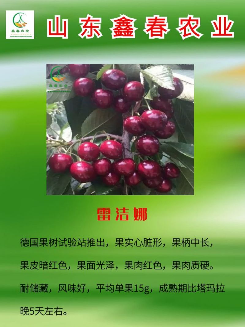 樱桃苗美国大红黄蜜红南阳辉煌黄果樱桃树苗基地直发现挖现卖