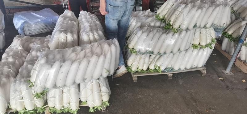 福建漳州精品白萝卜，大量上市，欢迎广大老板前来采购！！！