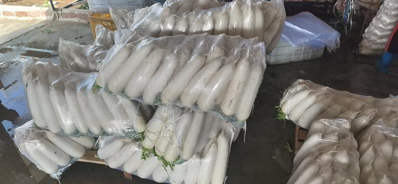 福建漳州精品白萝卜，大量上市，欢迎广大老板前来采购！！！