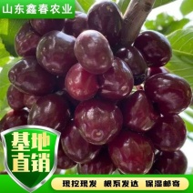矮化樱桃苗吉塞拉6号砧木嫁接成品苗美早布鲁克斯沙拉宾斯