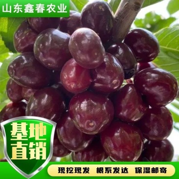 矮化樱桃苗吉塞拉6号砧木嫁接成品苗美早布鲁克斯沙拉宾斯