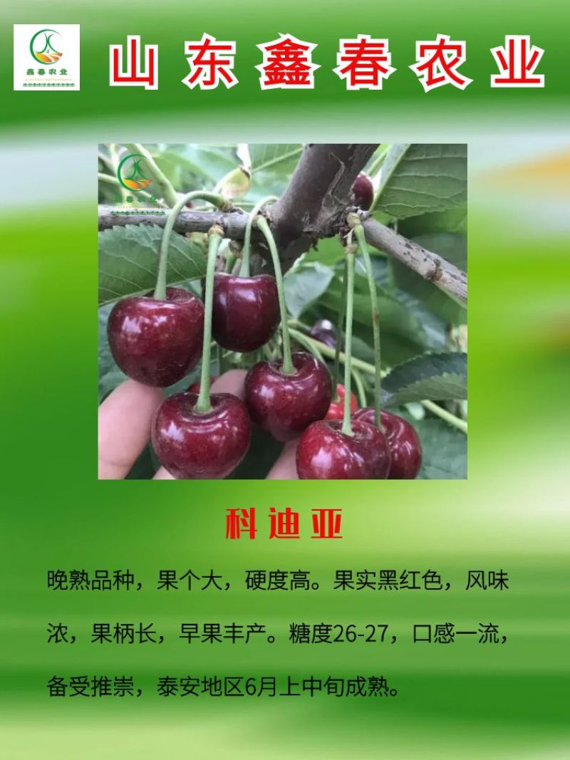 矮化樱桃苗吉塞拉6号砧木嫁接成品苗美早布鲁克斯沙拉宾斯