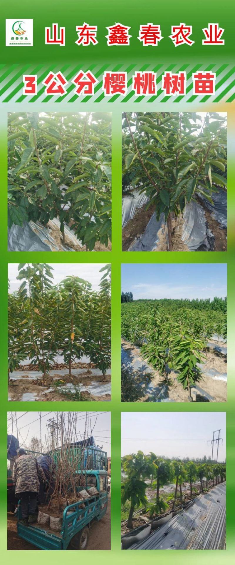 矮化樱桃苗吉塞拉6号砧木嫁接成品苗美早布鲁克斯沙拉宾斯