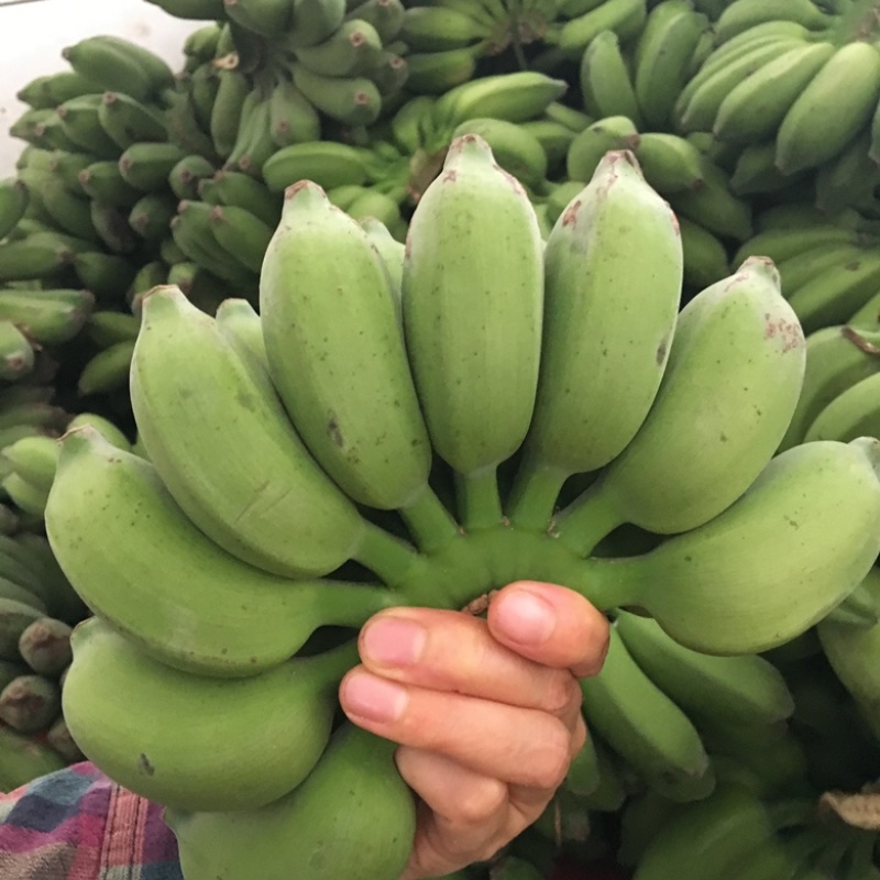 广西小米蕉拇指蕉糯米蕉小香蕉新鲜香蕉小芭蕉整箱包邮