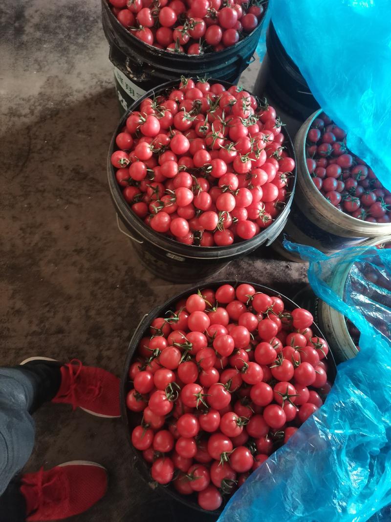 济阳口感粉贝贝大量上市，当季热卖水果产地直供价格便宜