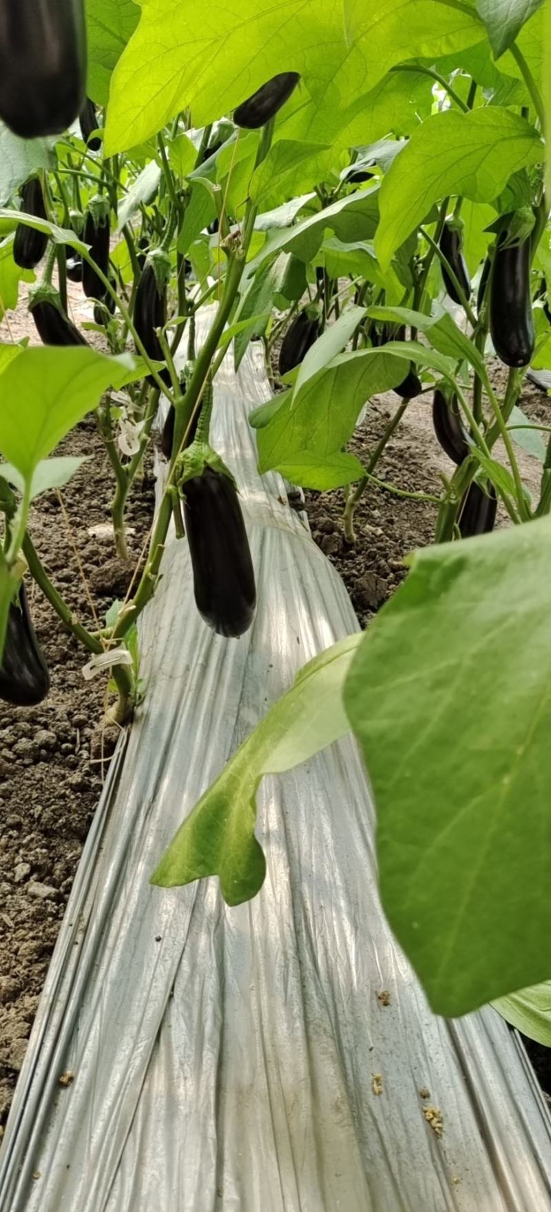 精品无籽长茄
