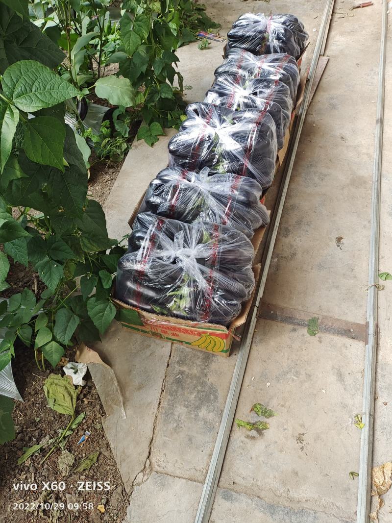 精品无籽长茄