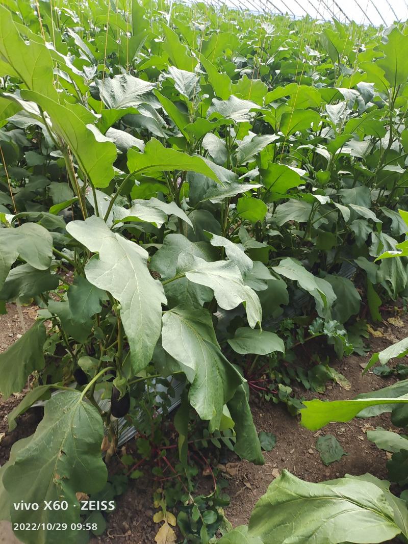 精品无籽长茄