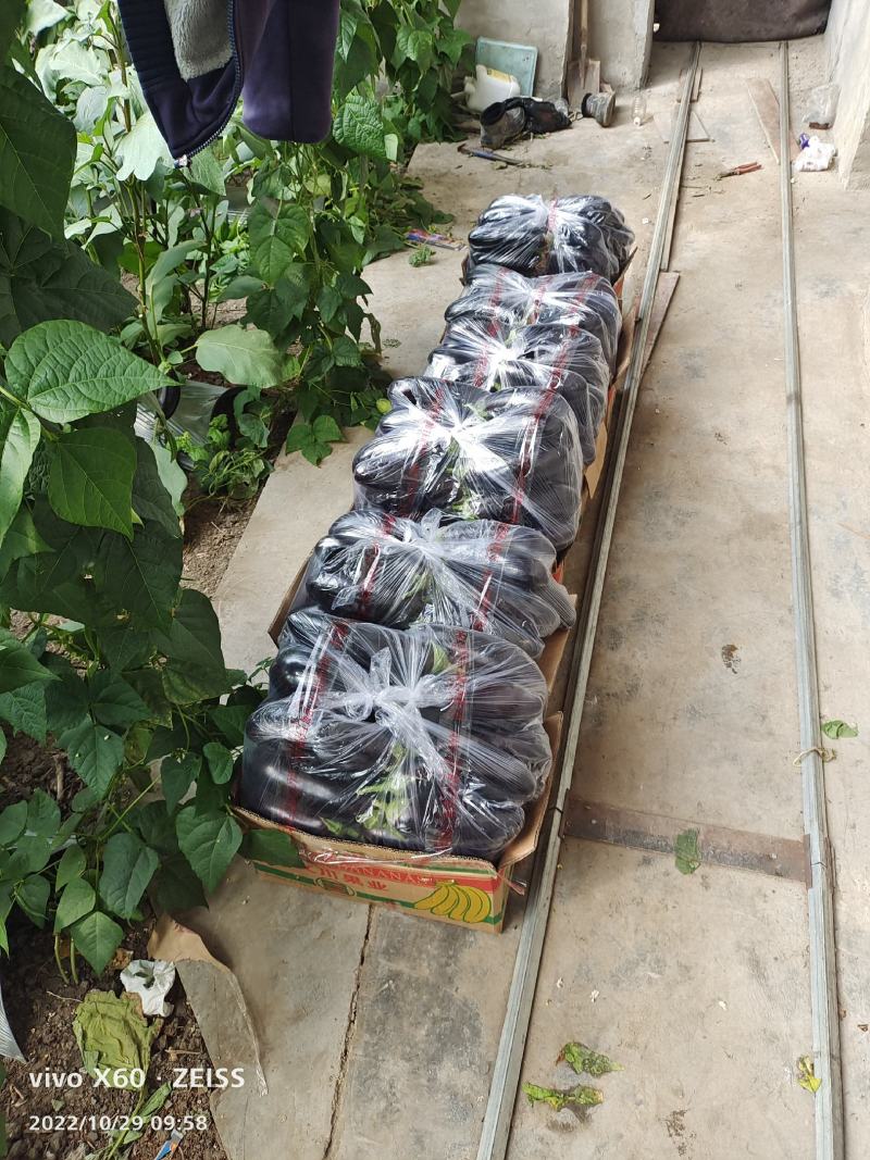 精品无籽长茄