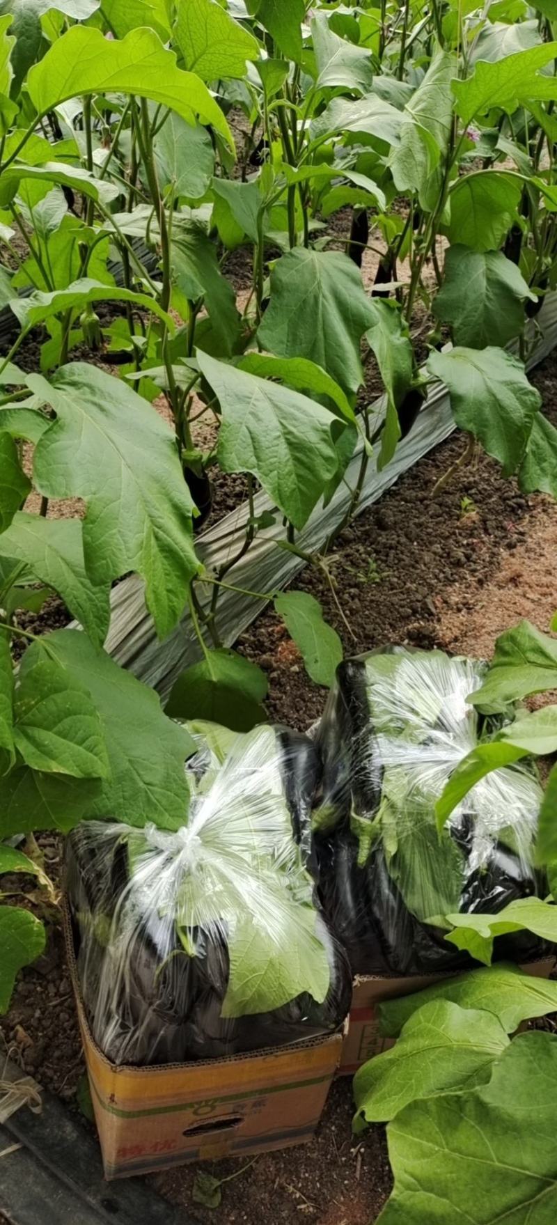 精品无籽长茄