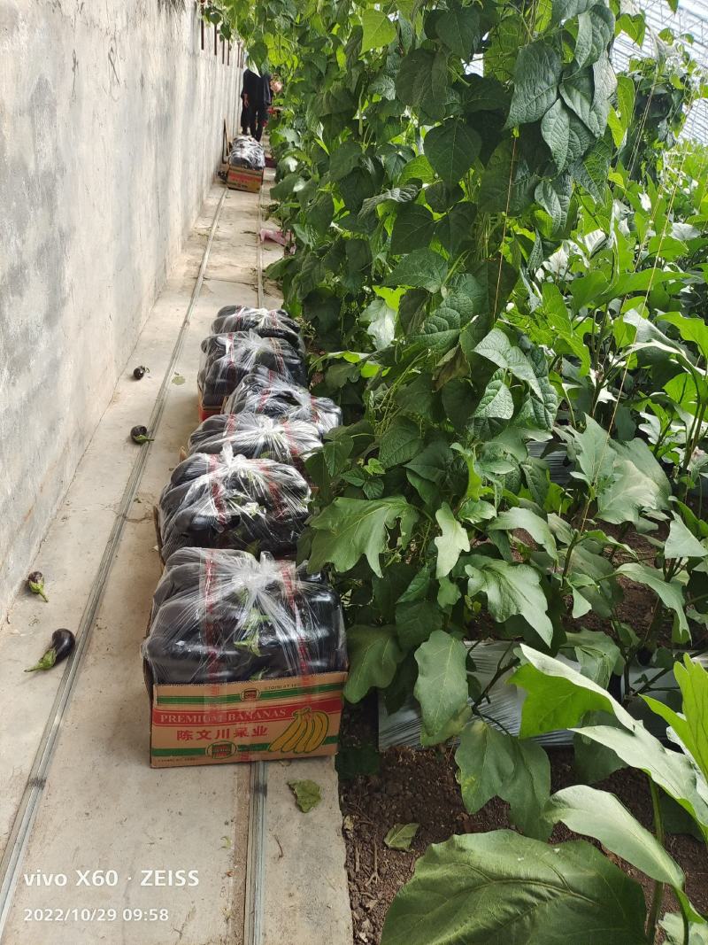 精品无籽长茄