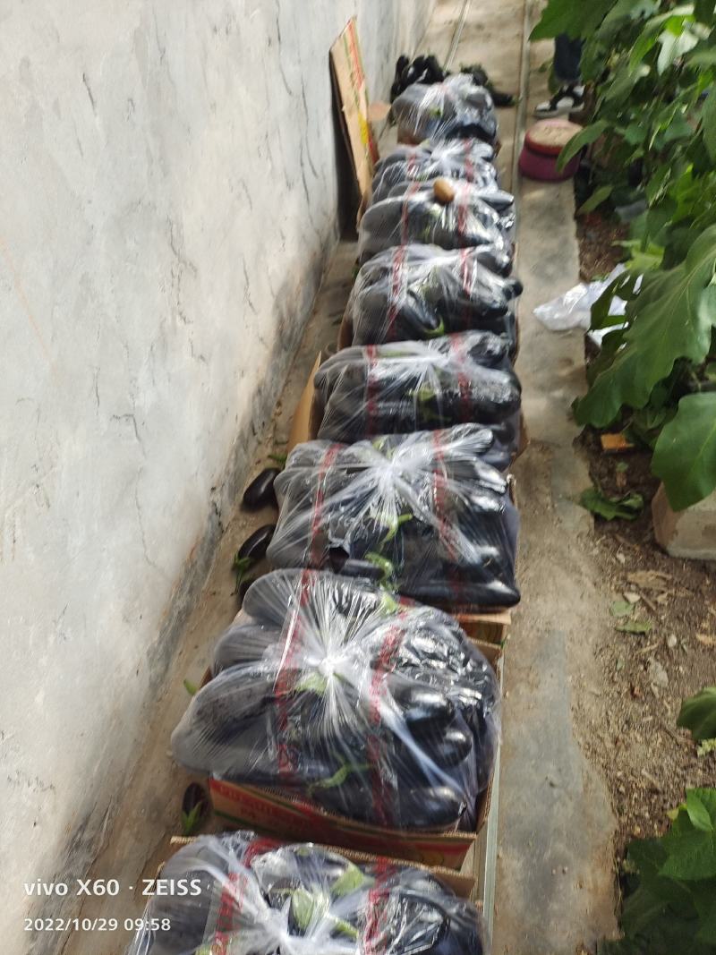 精品无籽长茄