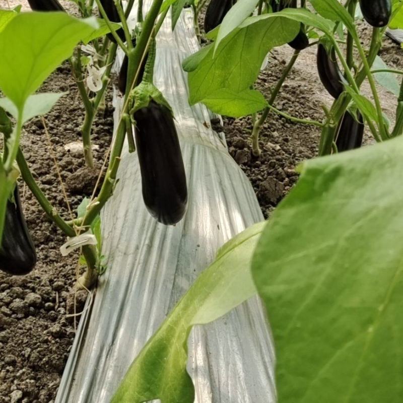 精品无籽长茄