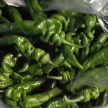 新鲜辣椒品种有螺丝椒薄皮椒黄皮尖椒