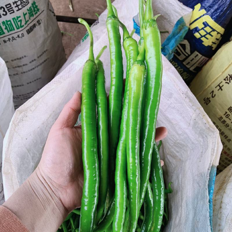 广东湛江徐闻新苗线椒产地直销一手资源，供应电商平台和市场