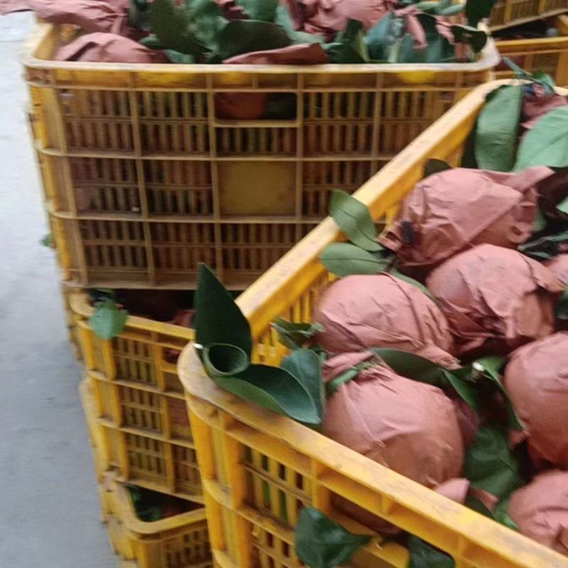 福建漳州葡萄柚大量上市中，量大从优，欢迎来电咨询