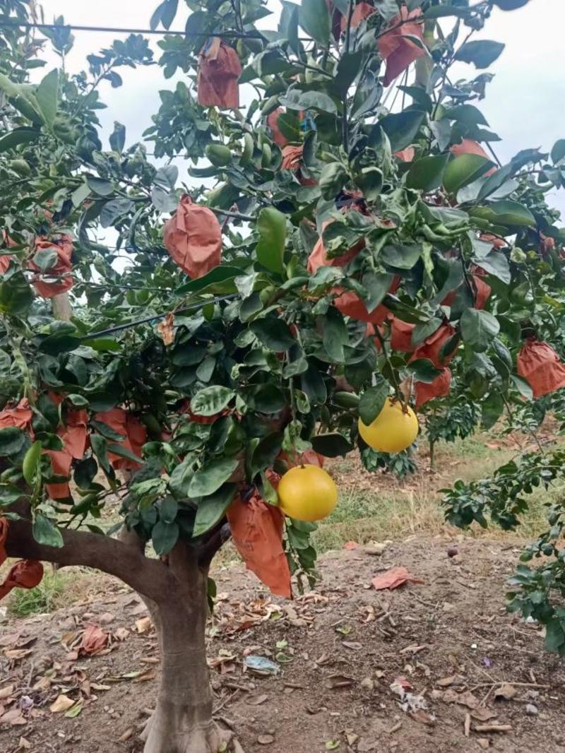 福建漳州葡萄柚大量上市中，量大从优，欢迎来电咨询