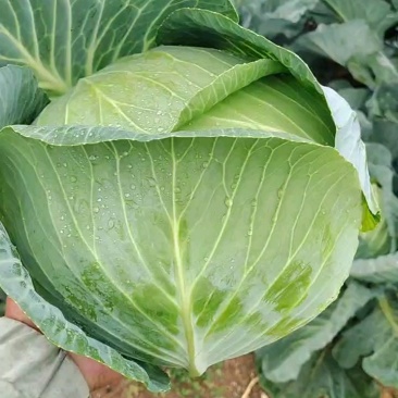 山东奥奇娜包菜大头菜扁包菜甘蓝，产地出货，量大