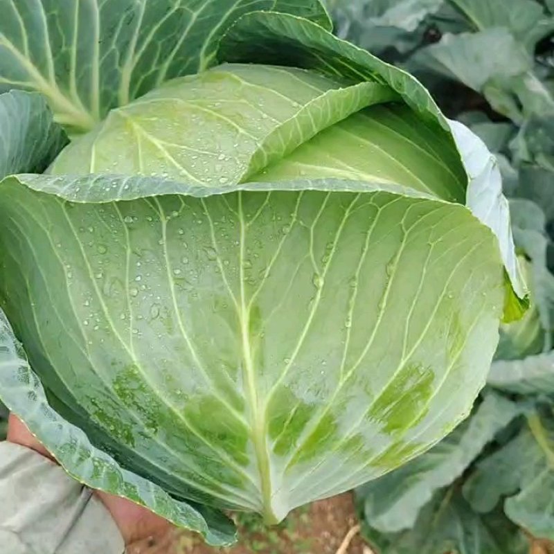 山东奥奇娜包菜大头菜扁包菜甘蓝，产地出货，量大