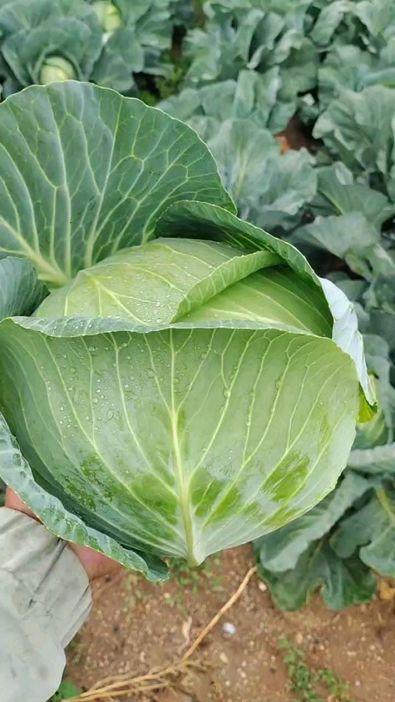 山东奥奇娜包菜大头菜扁包菜甘蓝，产地出货，量大