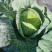 山东奥奇娜包菜大头菜扁包菜甘蓝，产地出货，量大