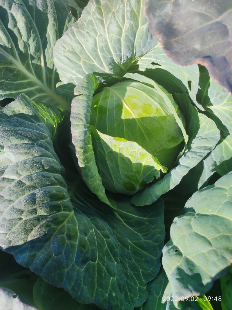 山东奥奇娜包菜大头菜扁包菜甘蓝，产地出货，量大