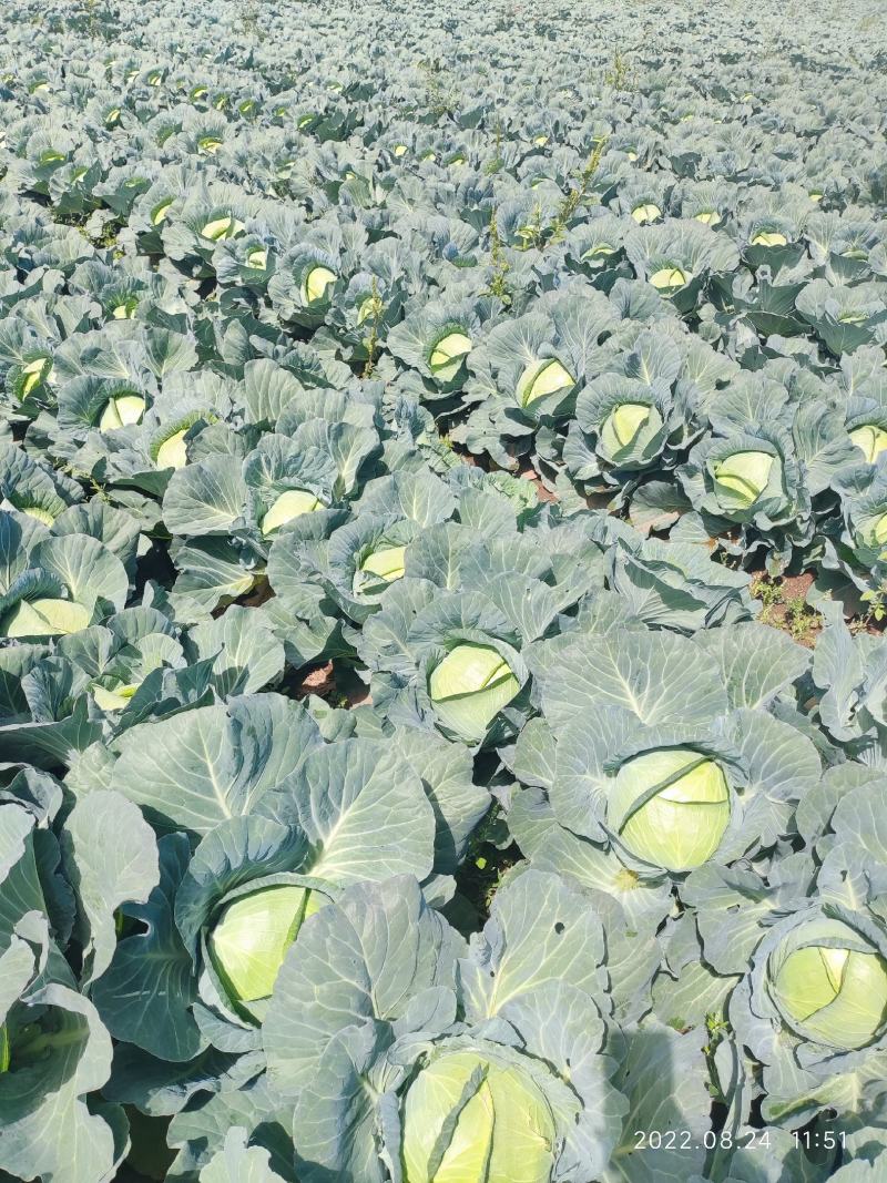 山东奥奇娜包菜大头菜扁包菜甘蓝，产地出货，量大