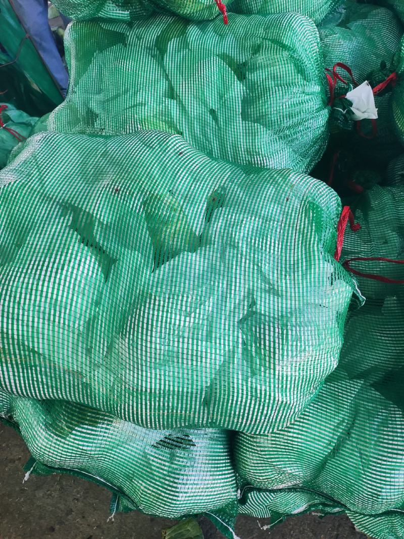 山东奥奇娜包菜大头菜扁包菜甘蓝，产地出货，量大