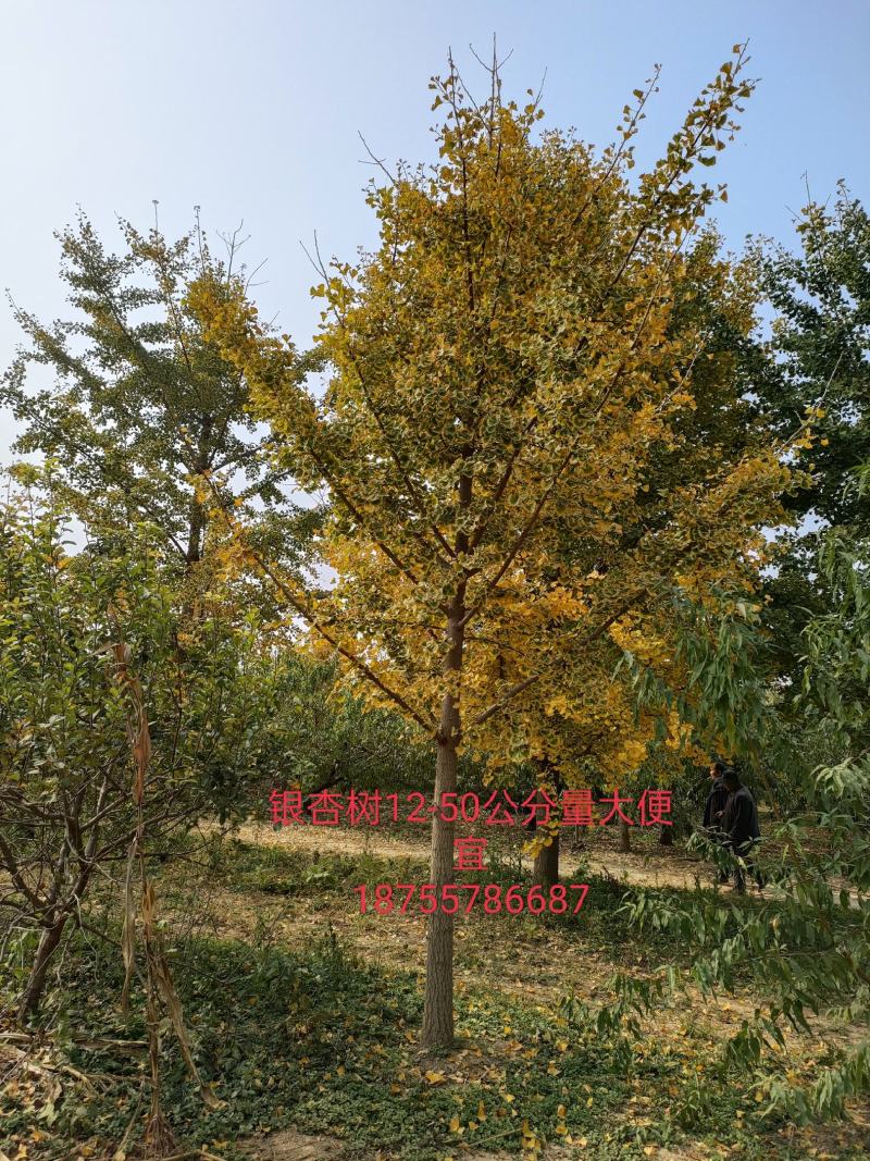 银杏树
