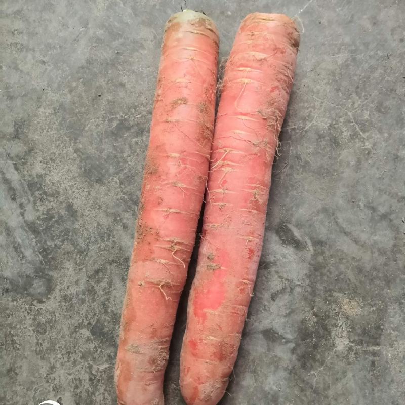 秤杆红萝卜大量上市