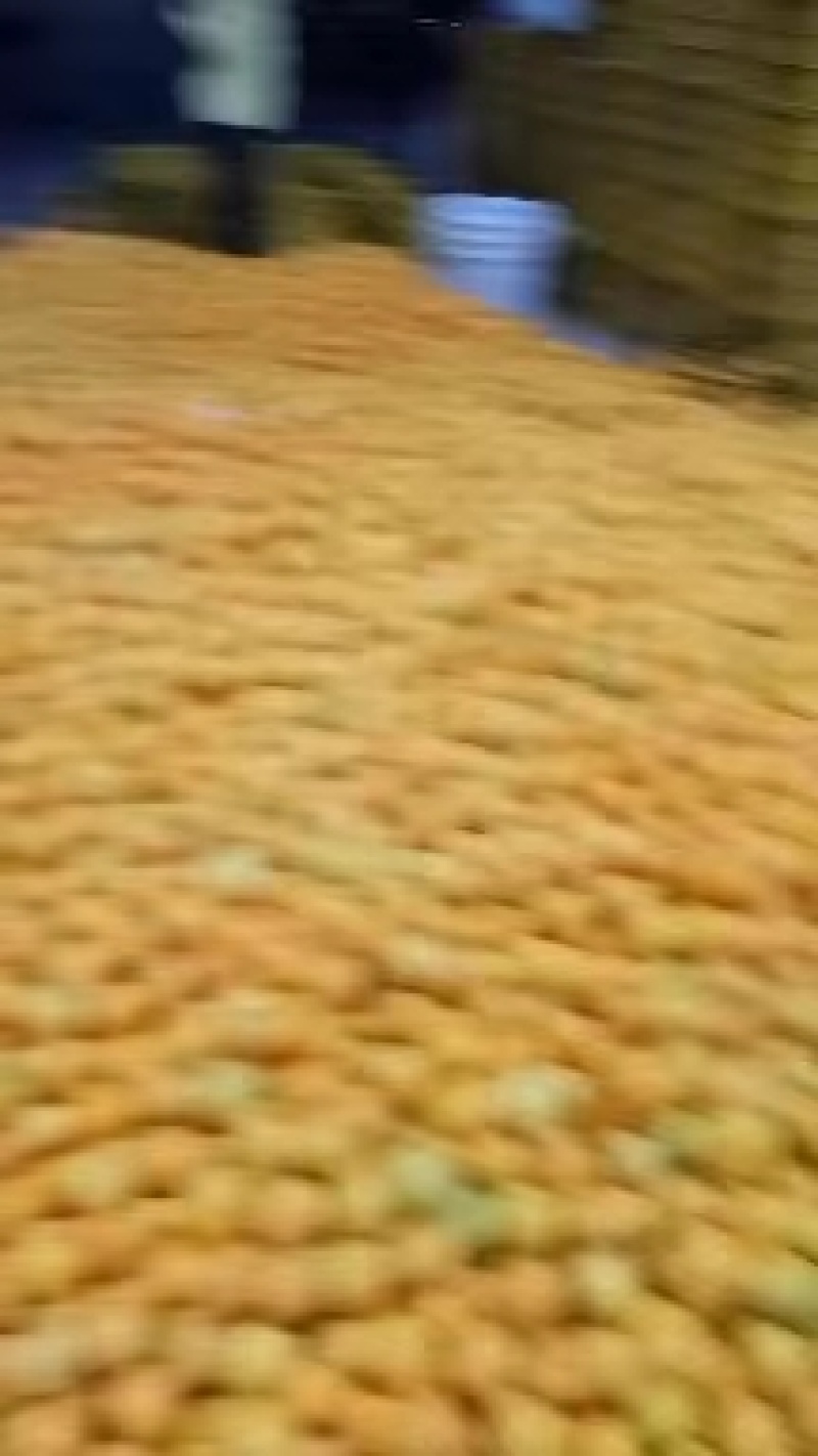 福建漳州爱媛橙红美人，大量供应保质保量，欢迎采购