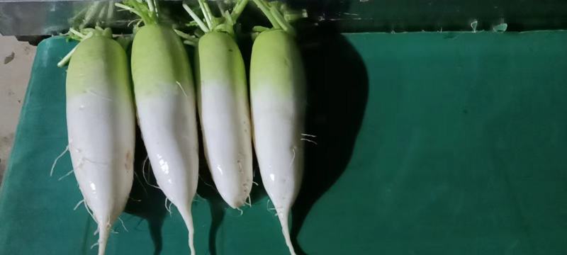 青头萝卜，水果萝卜，半头青萝卜，青白萝卜，基地直销。。