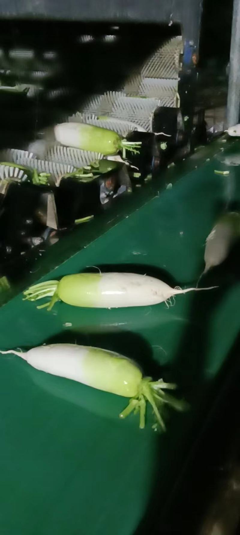 青头萝卜，水果萝卜，半头青萝卜，青白萝卜，基地直销。。