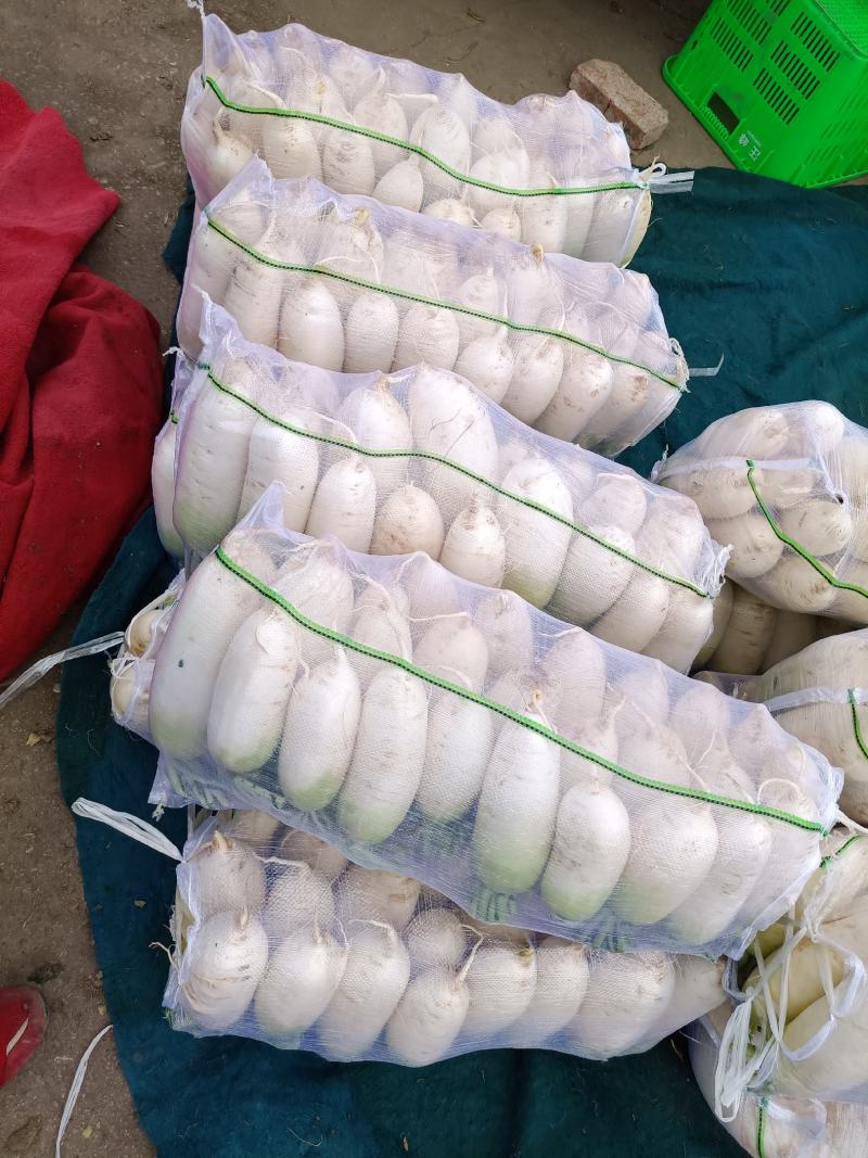 青头萝卜，水果萝卜，半头青萝卜，青白萝卜，基地直销。。