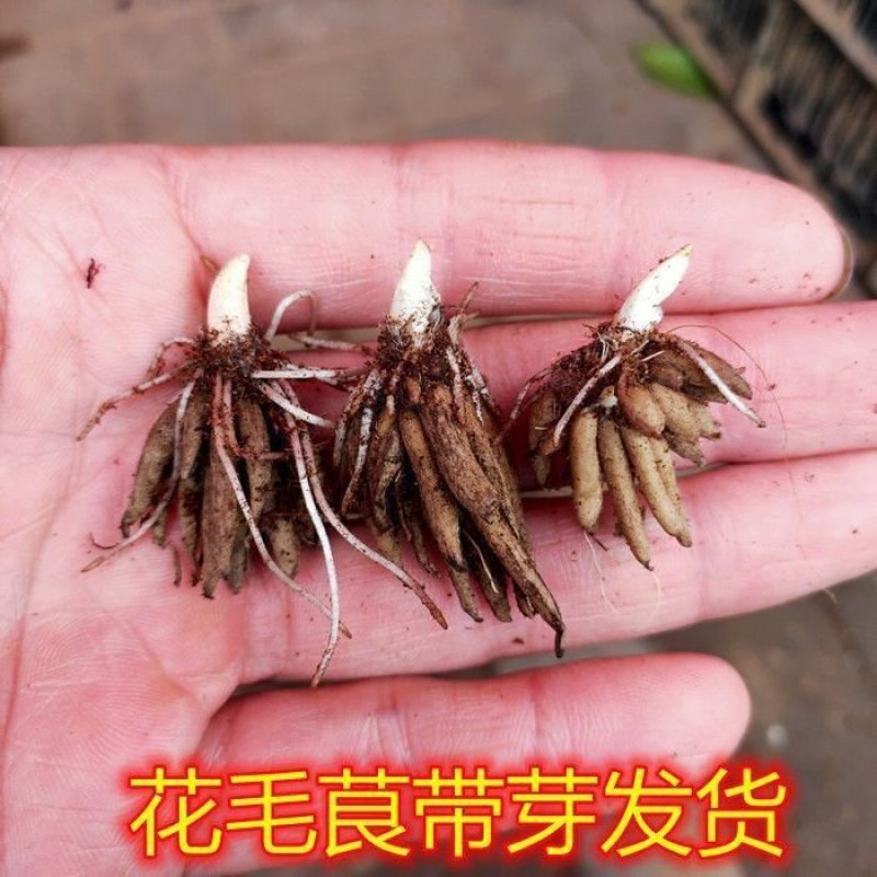 花毛莨种球重瓣花毛茛根茎种根洋牡丹室内外毛茛芹叶牡丹花卉