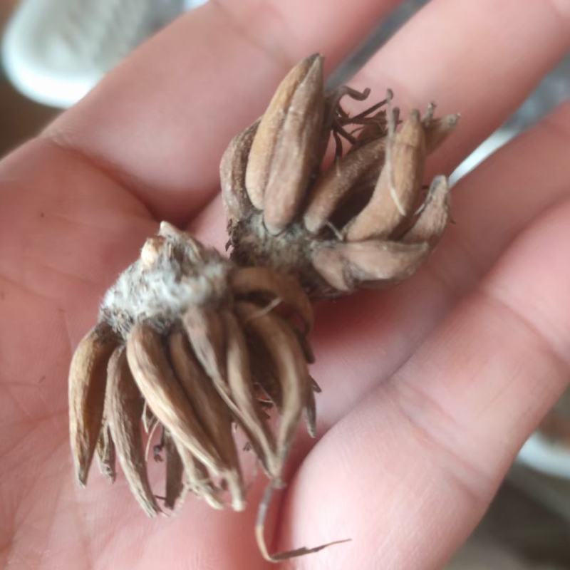 花毛莨种球重瓣花毛茛根茎种根洋牡丹室内外毛茛芹叶牡丹花卉