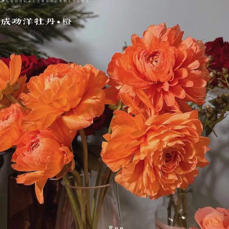 花毛莨种球重瓣花毛茛根茎种根洋牡丹室内外毛茛芹叶牡丹花卉