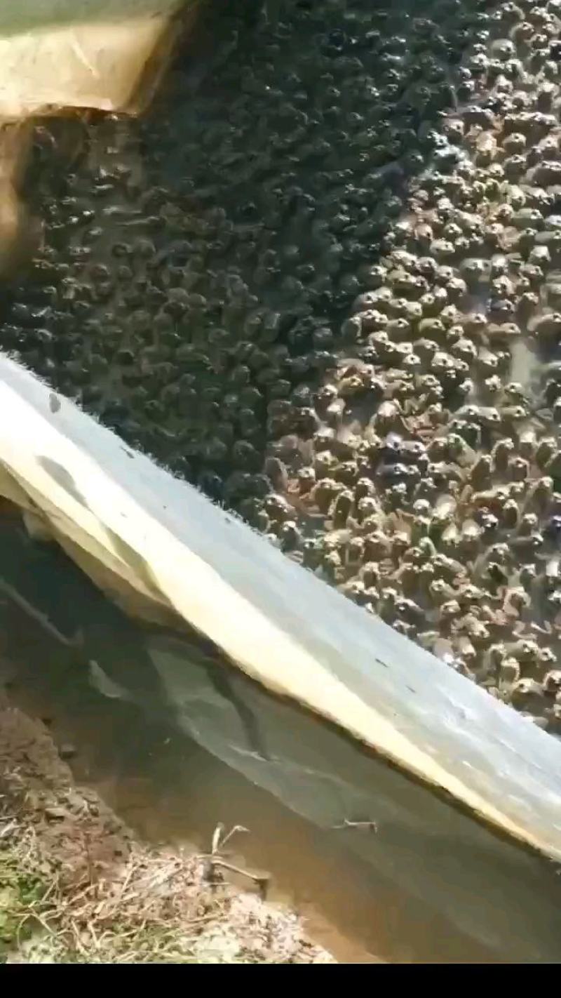牛蛙小四脚。。。。。。。。。。。。。。。。。。。