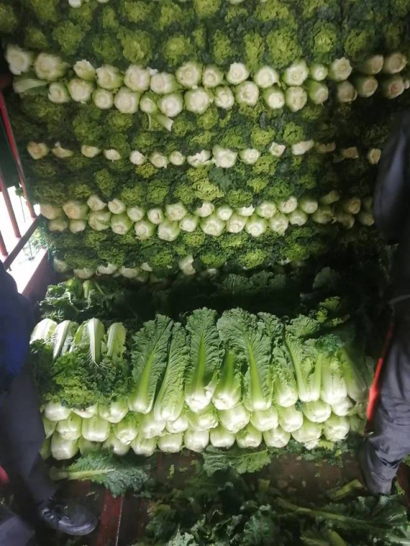 大青麻叶菜