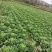 大青麻叶菜