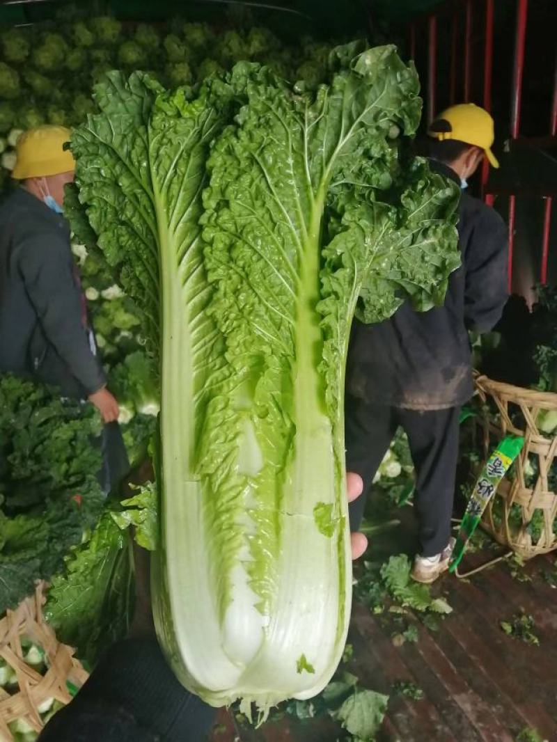 大青麻叶菜