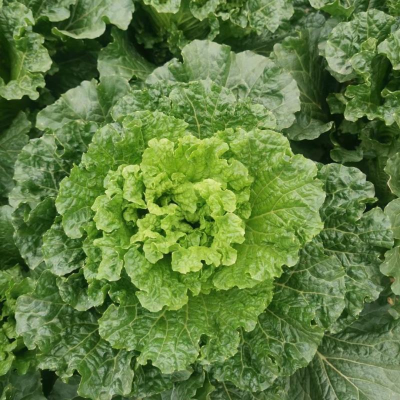 大青麻叶菜