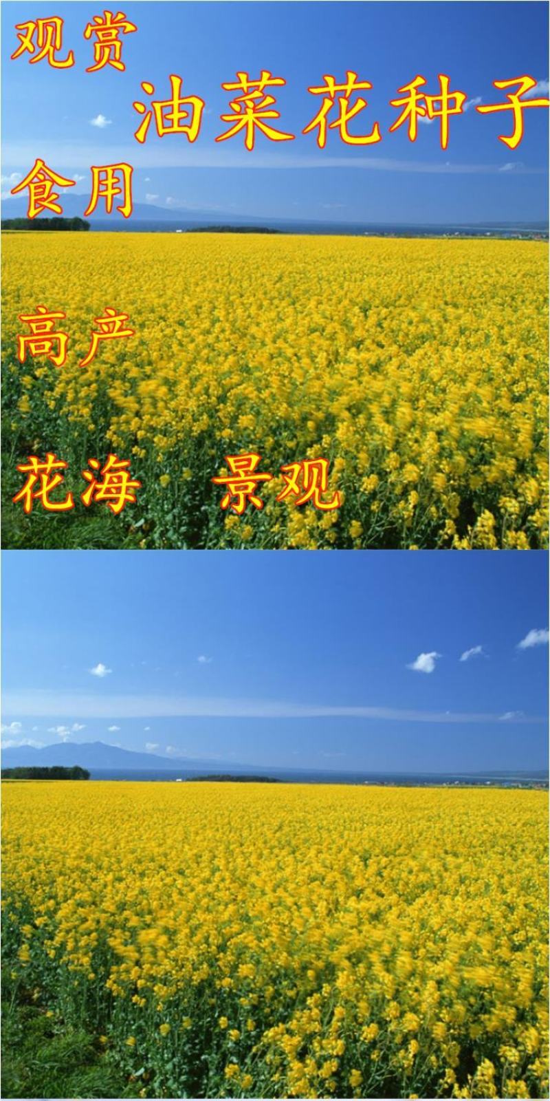 油菜籽种子四季易种早熟98天高产夏季油菜籽冬油菜籽