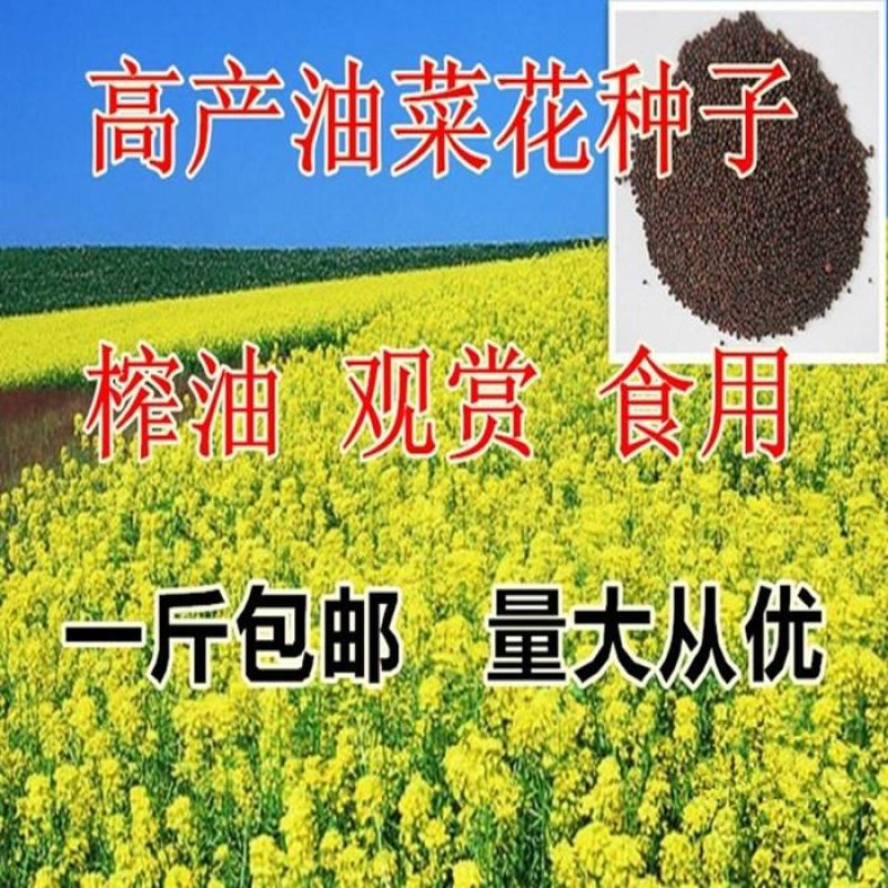 油菜籽种子四季易种早熟98天高产夏季油菜籽冬油菜籽