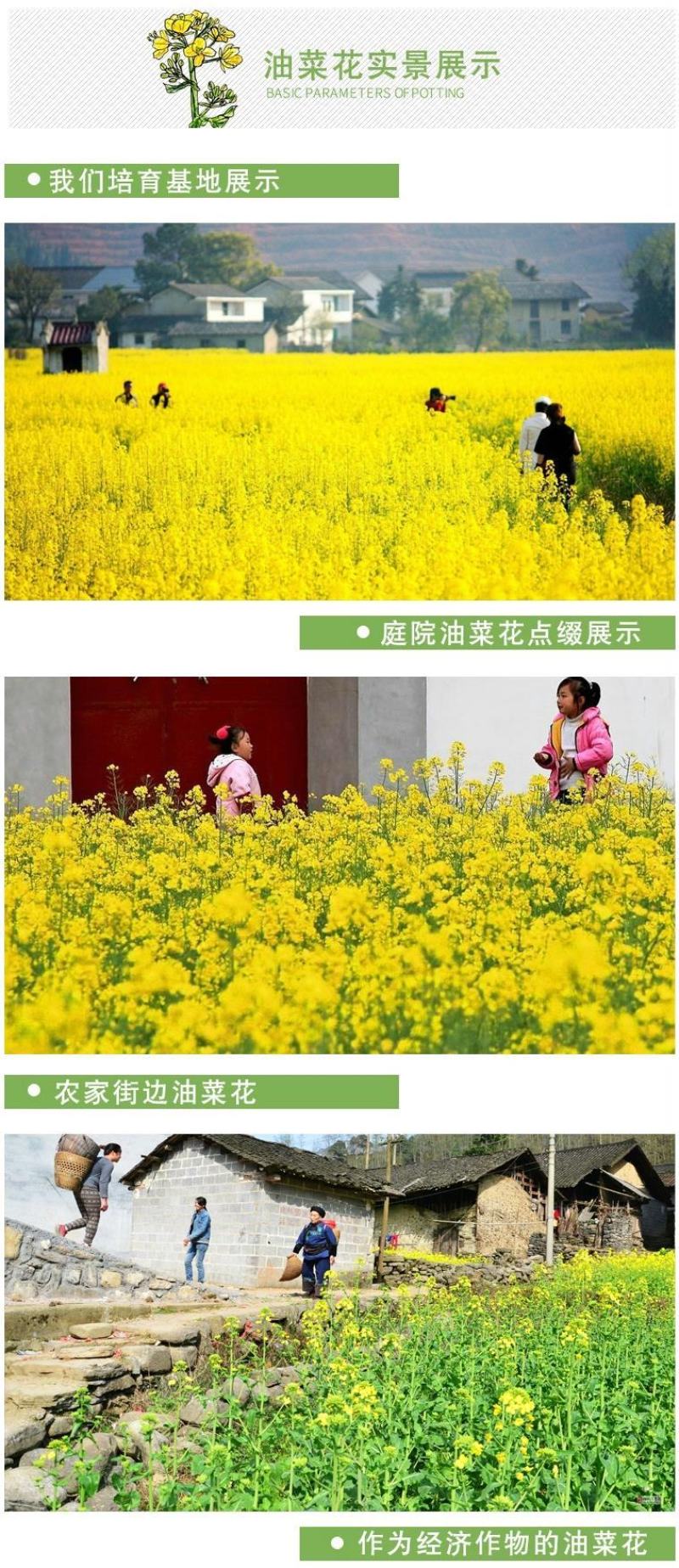 油菜籽种子四季易种早熟98天高产夏季油菜籽冬油菜籽